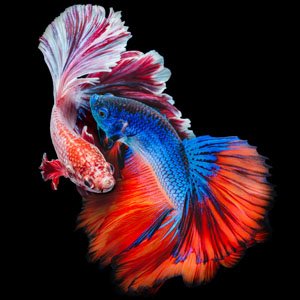 betta-fish.jpg