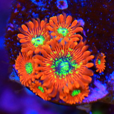 zoa.jpg