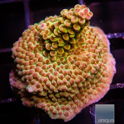 UC Sublime Acropora 199 136.JPG