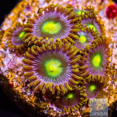 UC Cookie Monster Zoanthid growout 119 58.JPG