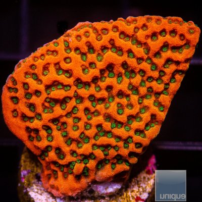 Tropic Thunder Montipora 59 36.JPG