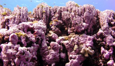 Spreading The Goods: Giving Coralline Algae A Kickstart