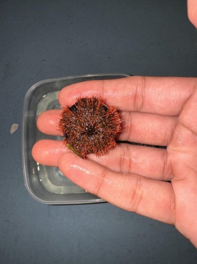 urchin2.jpg