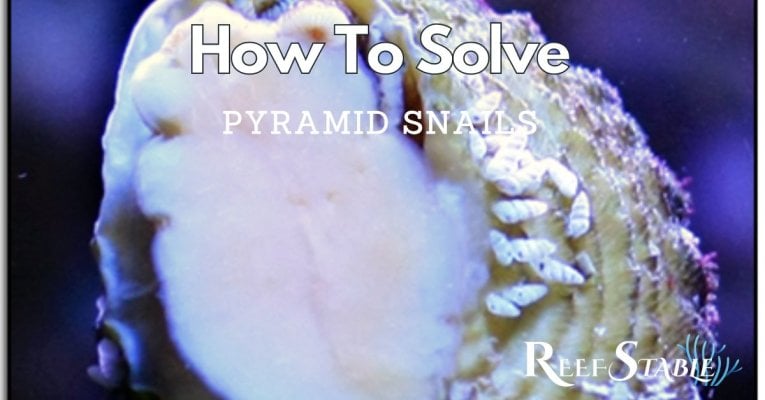 pyramid-snails.jpg