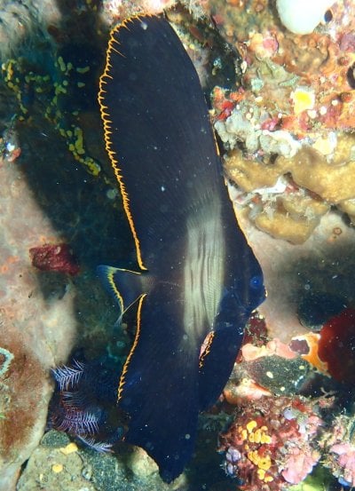 Red-rimmed batfish, Platax pinnatus