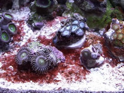 CYANORRA SUCKER: Getting Rid Of Cyanobacteria Algae