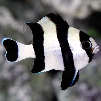 lg70067FourStripeDamselfish.jpg