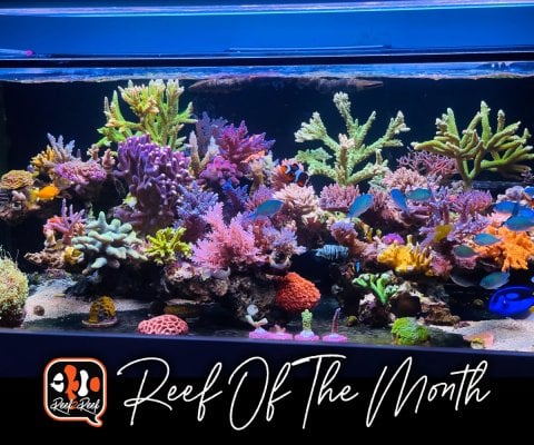 Reef of the month title.jpg