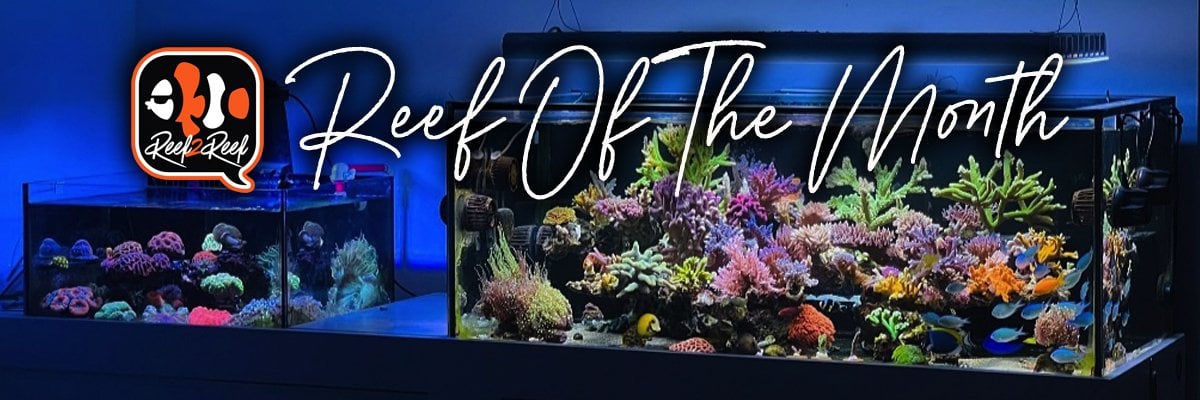 Reef of the month banner.jpg