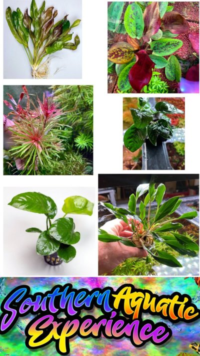 freshwater-plant-group copy.jpg