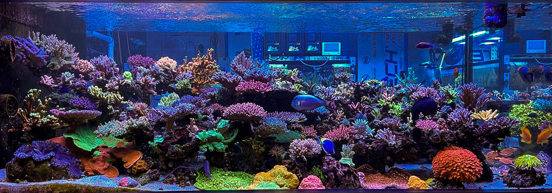 A Thread Synopsis: How to Keep SPS Corals Happy and Healthy