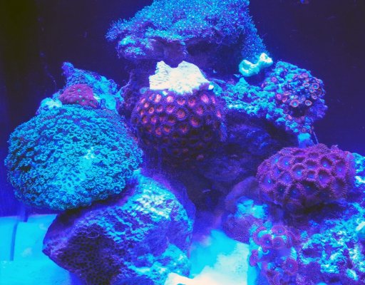 Some of my corals.jpg