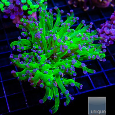 Purple Tip Frogspawn 44 20.JPG