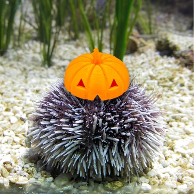 Urchin-wearing-Pumpkin-hat.jpg