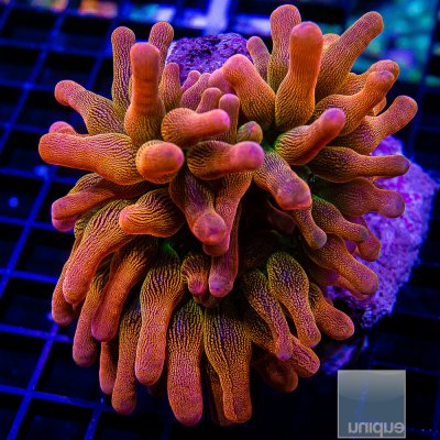 Rainbow Bubble Tip Anemone 89 55.JPG