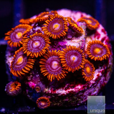 Zoanthid 89 36.JPG