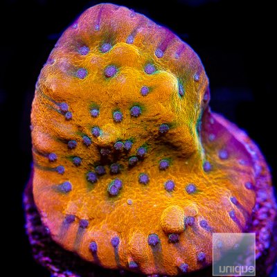 Blue Polyp Montipora 89 44.JPG