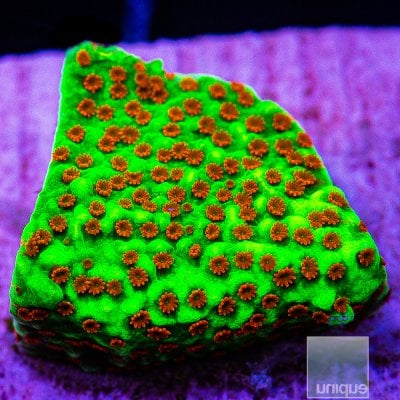 Chili Pepper Montipora 34 10.JPG