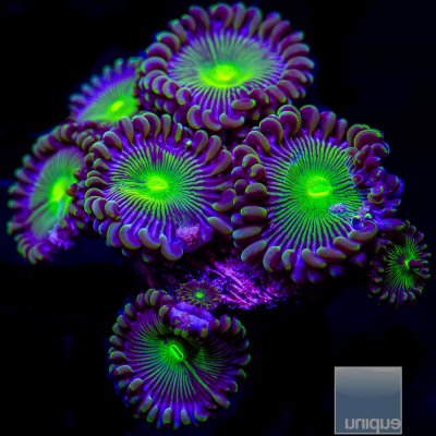 UC Limearita Zoanthid 69 30.JPG