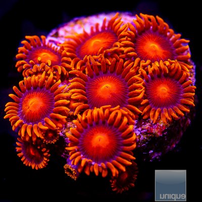 Hyper Bam Bam Zoanthid 79 36.JPG