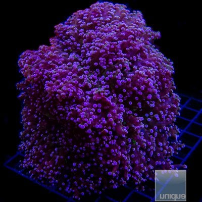 Purple Frogspawn 89 56.JPG