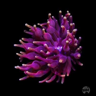 Darth-Vader-Bubble-Anemone-0891-MC-sm.jpg