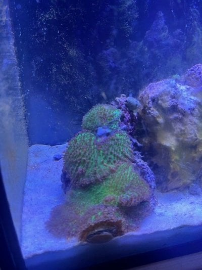 Coral 2.jpg