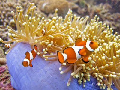 The Symbiotic Relationship between Clownfish and Anemones