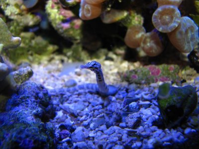 Pipefish