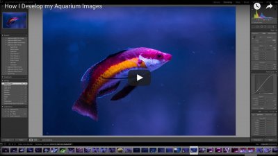 Using Lightroom to Develop Aquarium Images