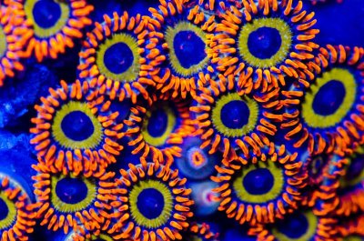 Zoa Spotlight: Fruit Loops!