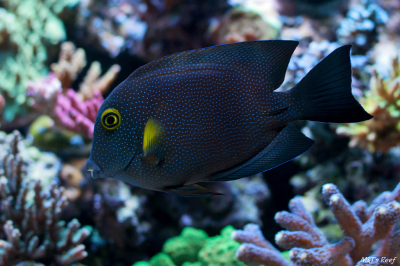 I’m Seeing Spots Before My Eyes: The Indian Gold Ring Bristletooth Tang – Ctenochaetus Truncatus