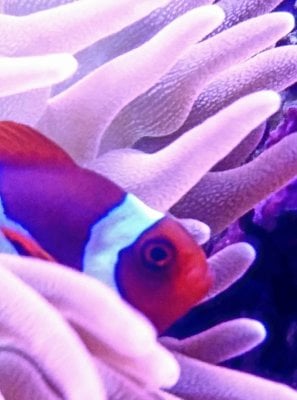 Picking Your Clownfish