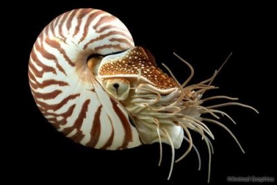 The Mysterious Chambered Nautilus