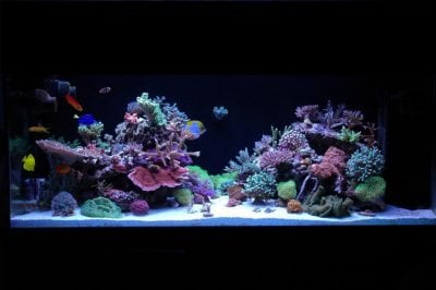 Reef Spotlight - May 2010 - "NVTE"