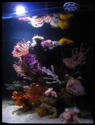 Reef Spotlight - July 2010 - "Aquabacs"