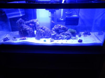 nano reef 054.jpg