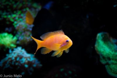 anthias.jpg