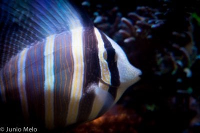 sailfin.jpg