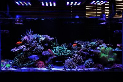 Reef Spotlight - November 2011 - "Acrotrdco"