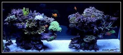 Reef Spotlight -December 2011 - "Sweetride"