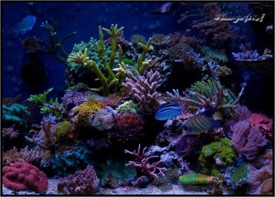 Reef Spotlight - January 2012 - "swannyson7"