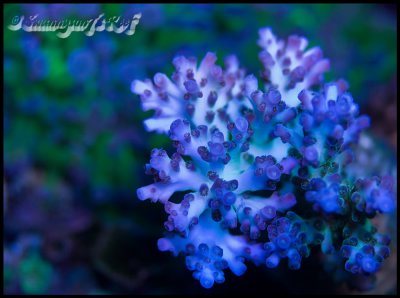 coral acro5.jpg