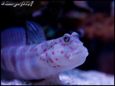 fish goby.jpg