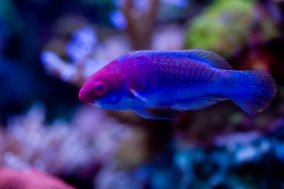 fish wrasse.jpg