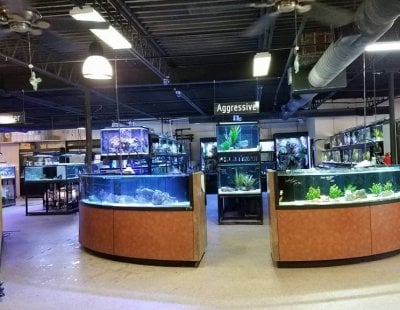 What to look for when buying fish at your LFS