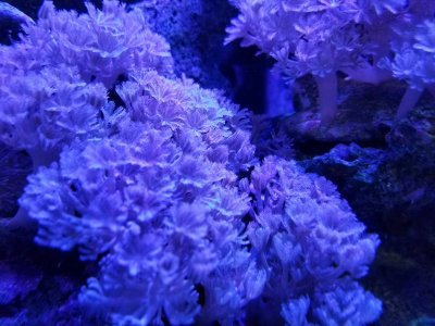 Beginner Corals: Pulsing Xenia