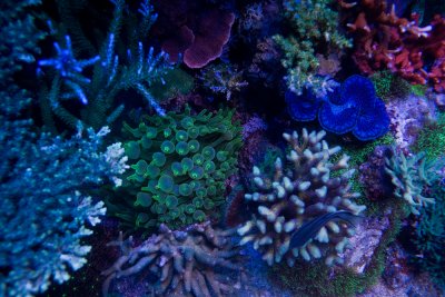 Corals and Their Behavior: A Hobbyist Perspective