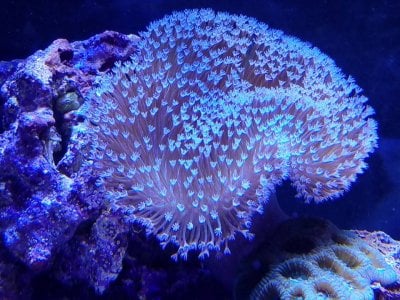 Beginner Corals - Leathers