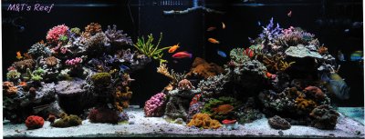 Reef Spotlight - March 2012 - "Mike & Terry"